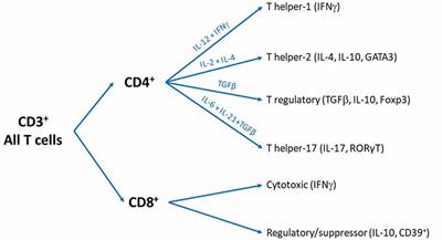 T Cells as an Emerging Target for Chronic Pain Therapy